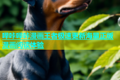 哔咔哔咔漫画王者极速更新海量正版漫画阅读体验